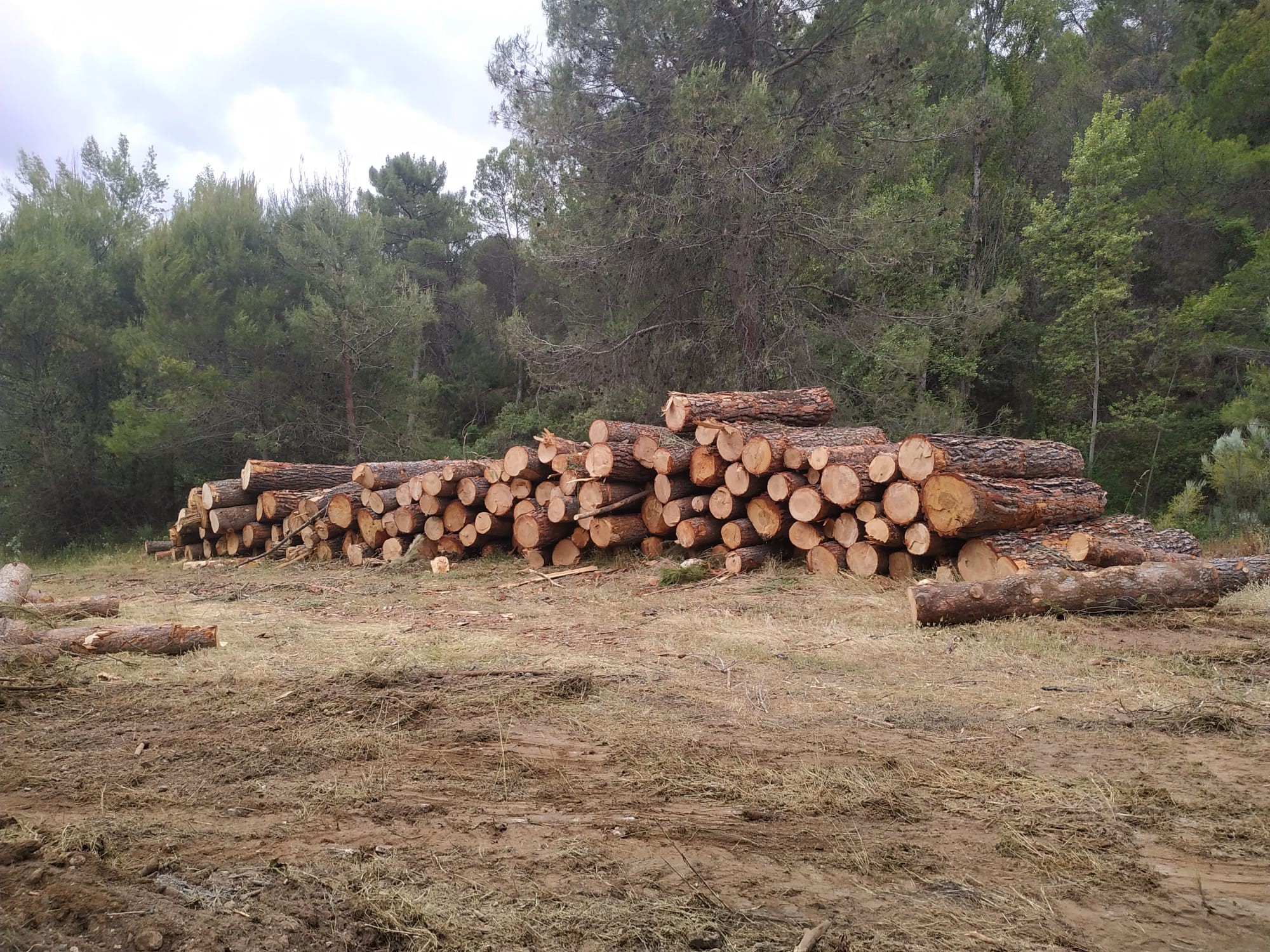 Timbersegura-madera-cortada-5